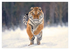 Springender Tiger im Schnee