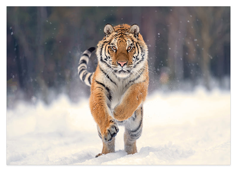 Springender Tiger im Schnee