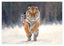 Springender Tiger im Schnee