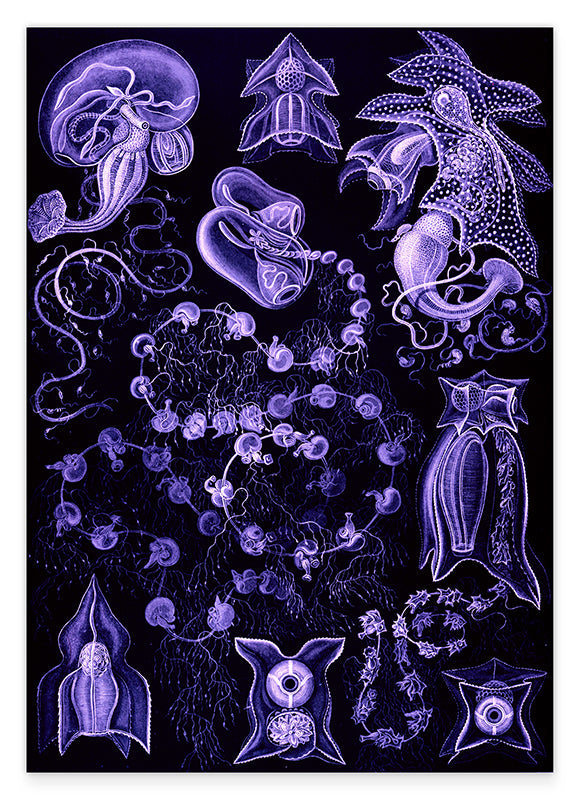 Ernst Haeckel - Kunstformen des Meeres in violett Hover Image