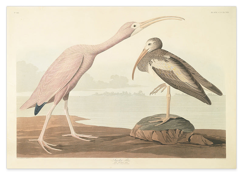 John James Audubon - Zwei Wasservögel
