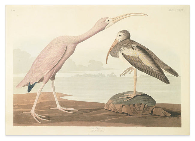 John James Audubon - Zwei Wasservögel Hover Image