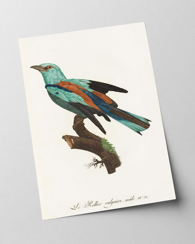 François Levaillant - Bunter Paradiesvogel Main Image