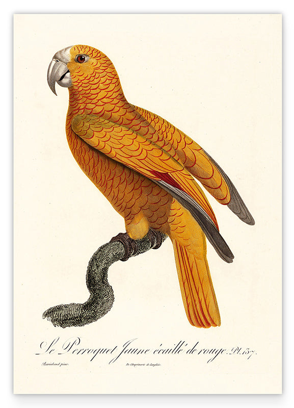 François Levaillant - Gelber Paradiesvogel Hover Image