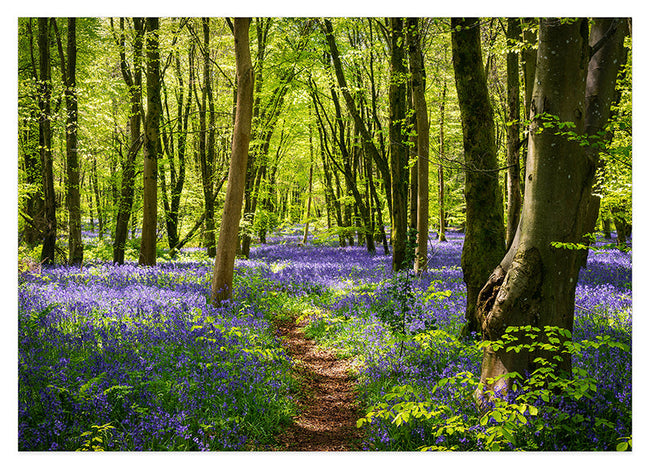 Blumen im Wald Hover Image