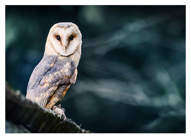 Elegante Eule Hover Image