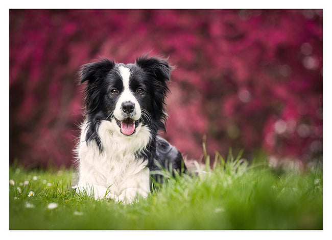 Border Collie Hover Image