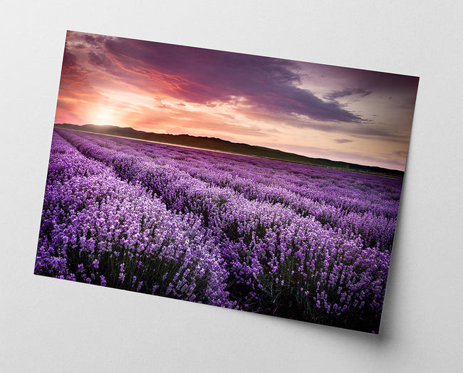 Fliederfeld Main Image