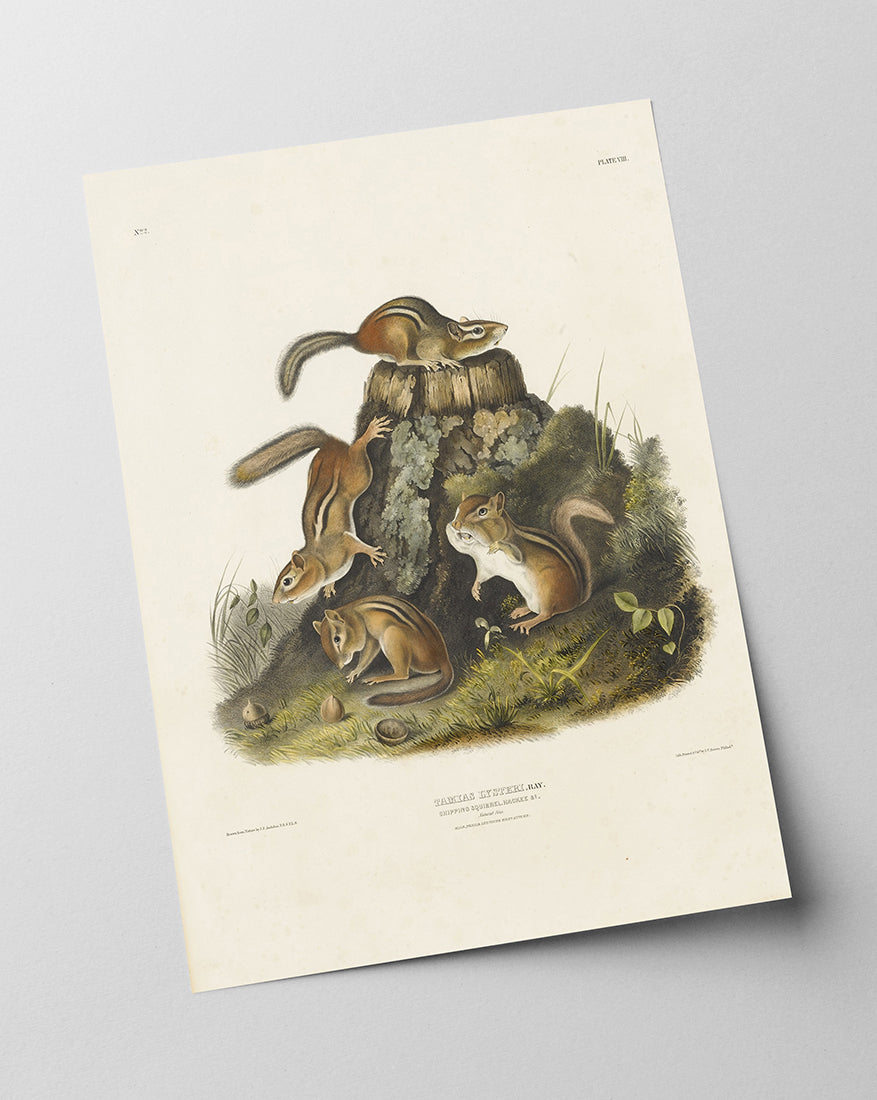 John James Audubon - Streifenhörnchen am Baumstamm