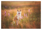 Shiba Inu in Blumenwiese