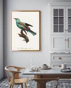 François Levaillant - Bunter Paradiesvogel