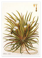 Stratiotes Aloides - Krebsschere