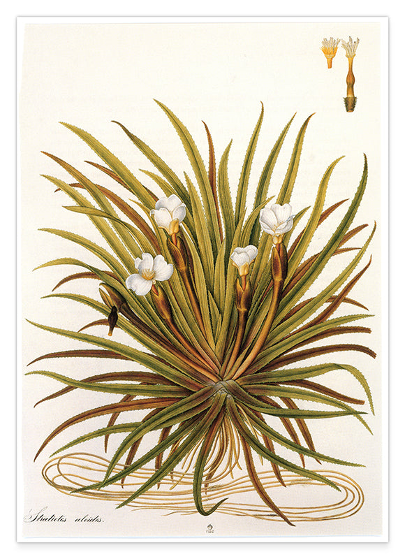 Stratiotes Aloides - Krebsschere