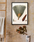 Pinus Palustris - Sumpf-Kiefer mit Zapfen