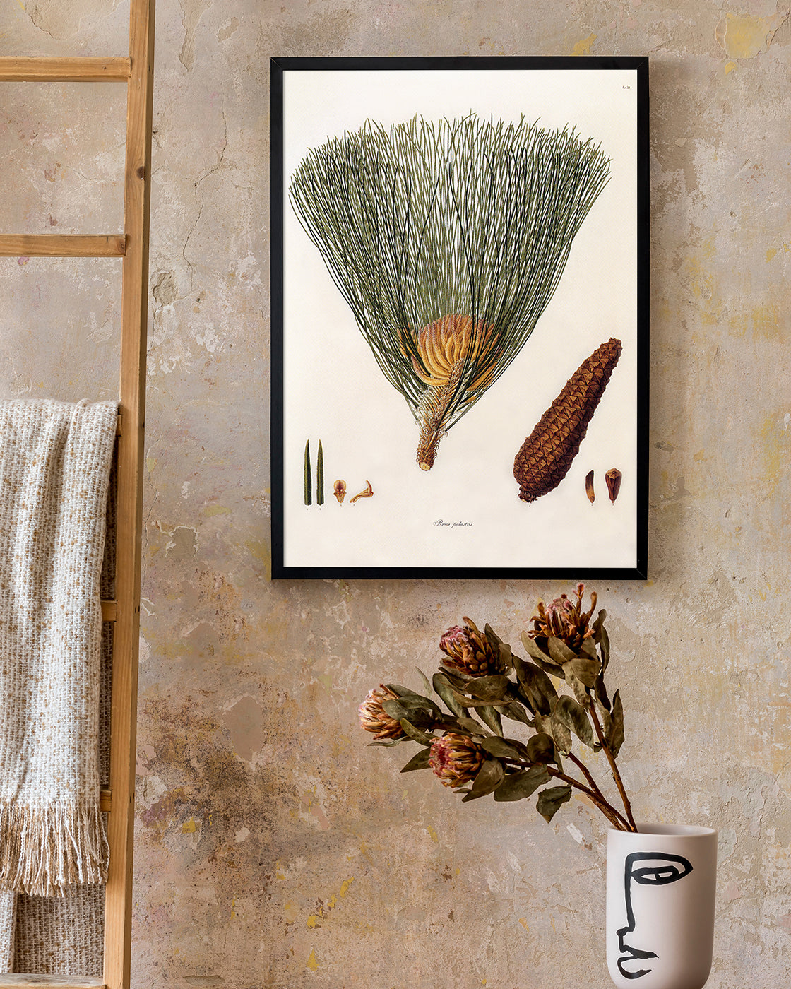 Pinus Palustris - Sumpf-Kiefer mit Zapfen