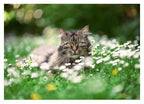Katze in Blumenwiese