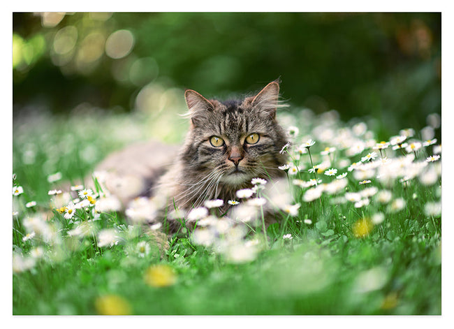 Katze in Blumenwiese Hover Image