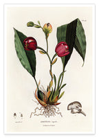 Anguloa Superba - Orchidee