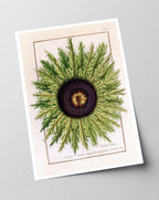 Calina - Eberwurzen Golddisteln