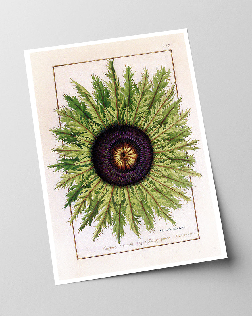 Calina - Eberwurzen Golddisteln