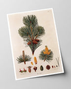 Pinus Pumila - Zwerg-Kiefer - Zweige und Zapfen