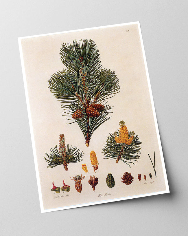 Pinus Pumila - Zwerg-Kiefer - Zweige und Zapfen Main Image