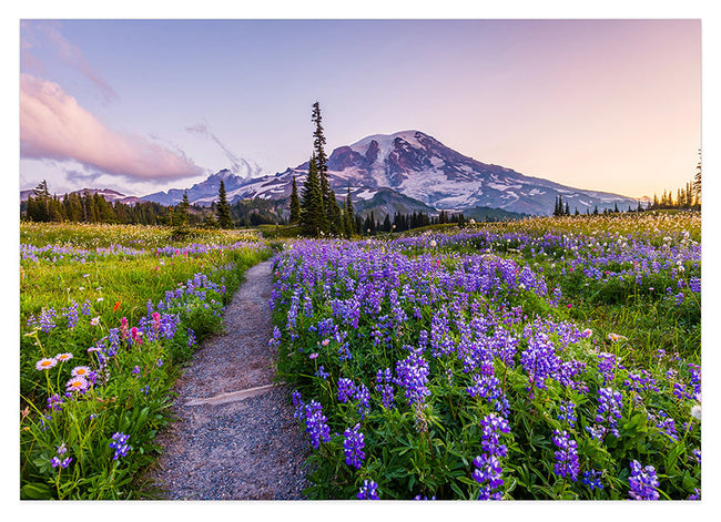 Blumenwiese in Bergsee-Landschaft Hover Image