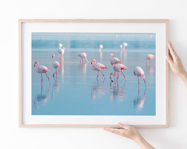 Flamingos im Wasser Main Image