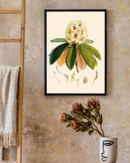 Weißer Rhododendron