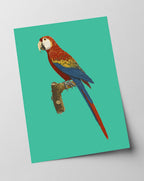 François Levaillant - Ara auf türkisem Hintergrund