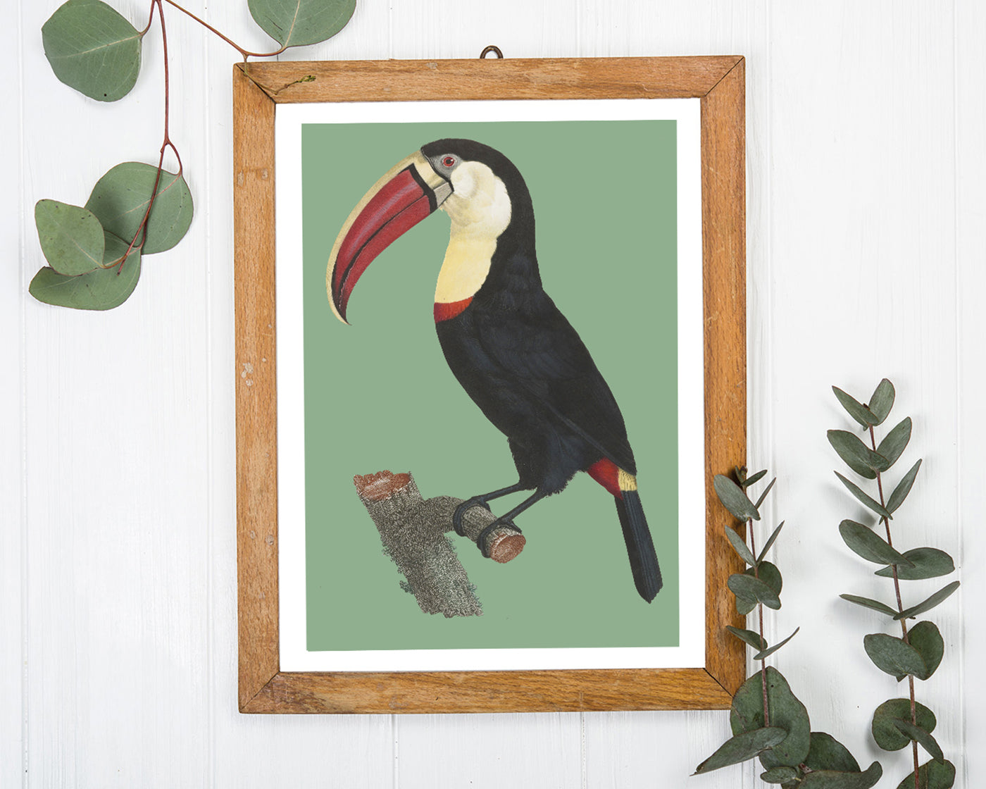 François Levaillant - Tukan auf grünem Hintergrund