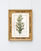 Houx Frelon - Stechpalme