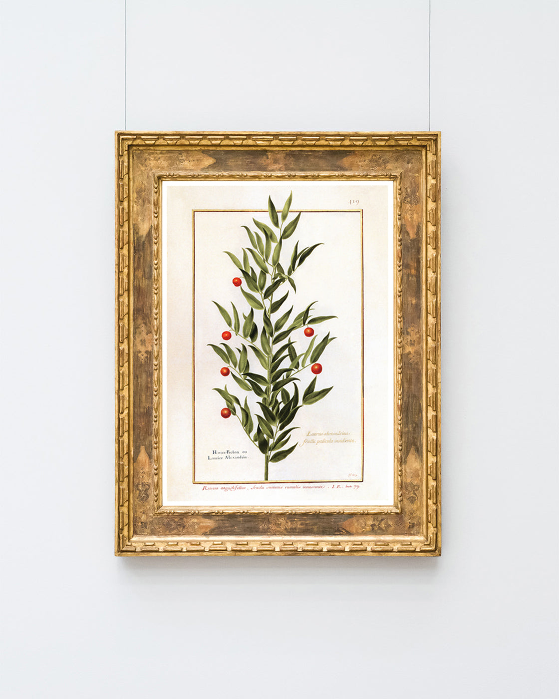 Houx Frelon - Stechpalme