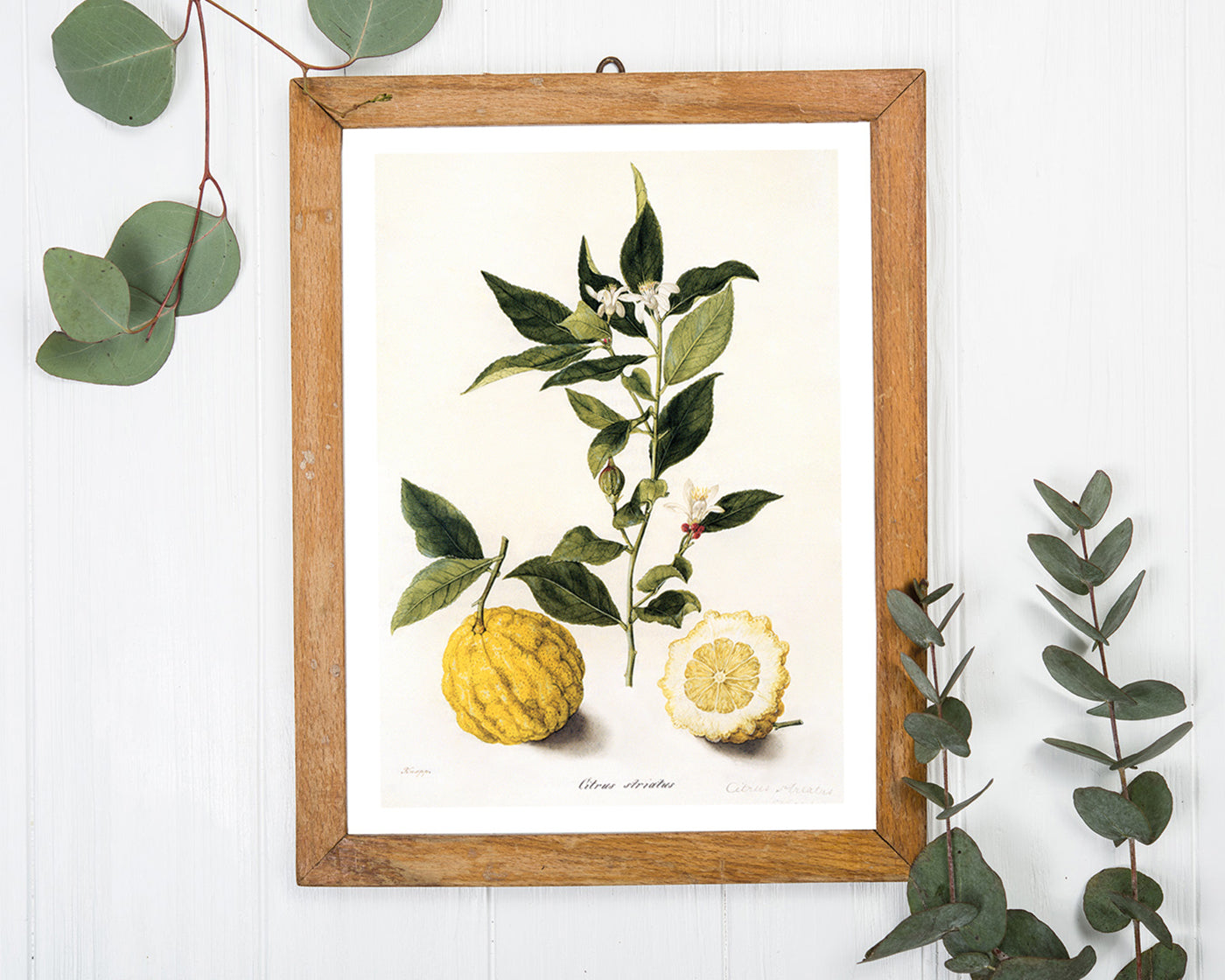 Citrus - Zitronen und Zitronenzweig