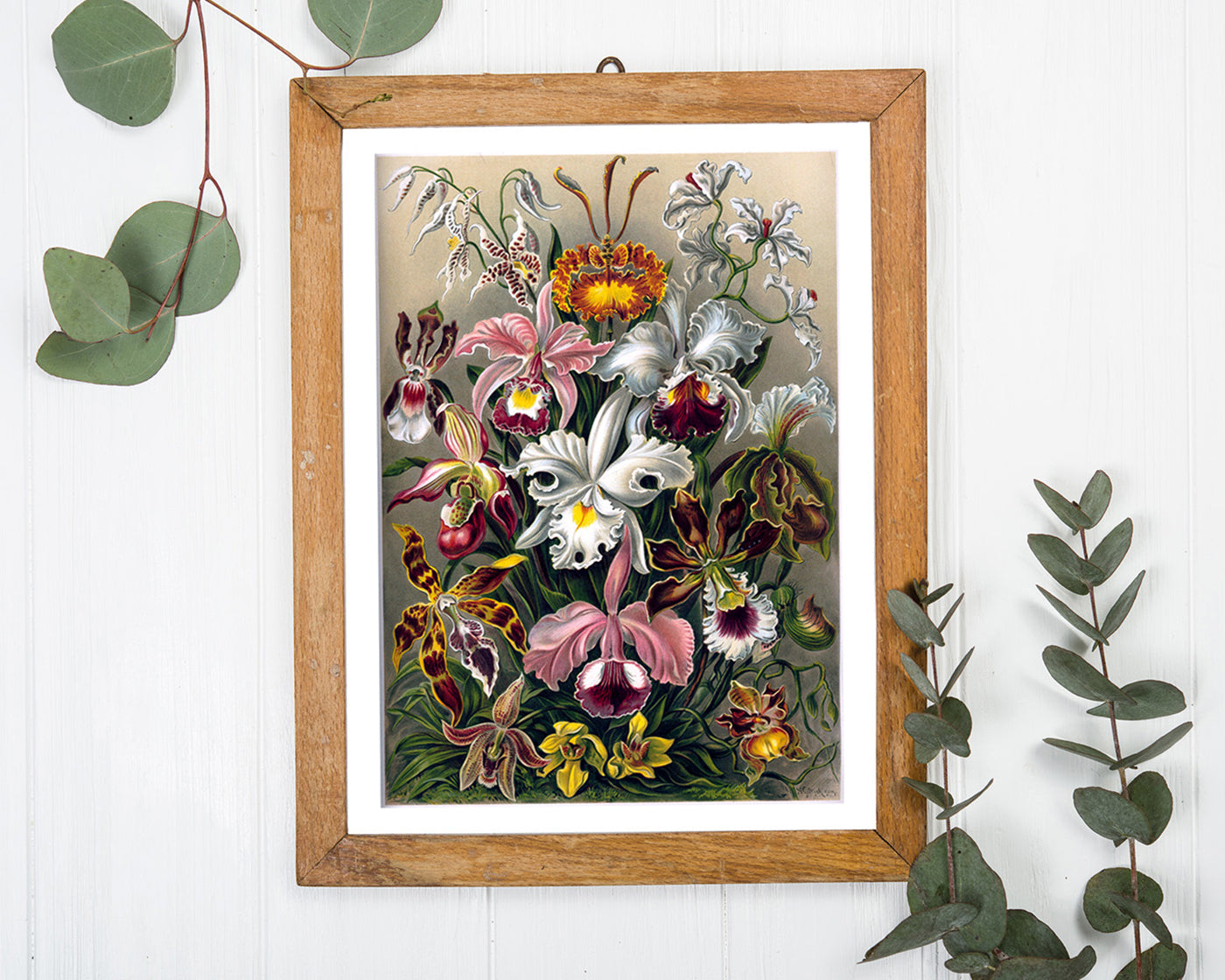 Ernst Haeckel - Blumen