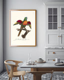 François Levaillant - Bunter Paradiesvogel