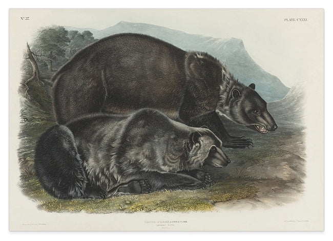 John James Audubon - Zwei Schwarzbären Hover Image