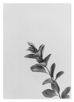 Zweig - Schwarz-Weiß