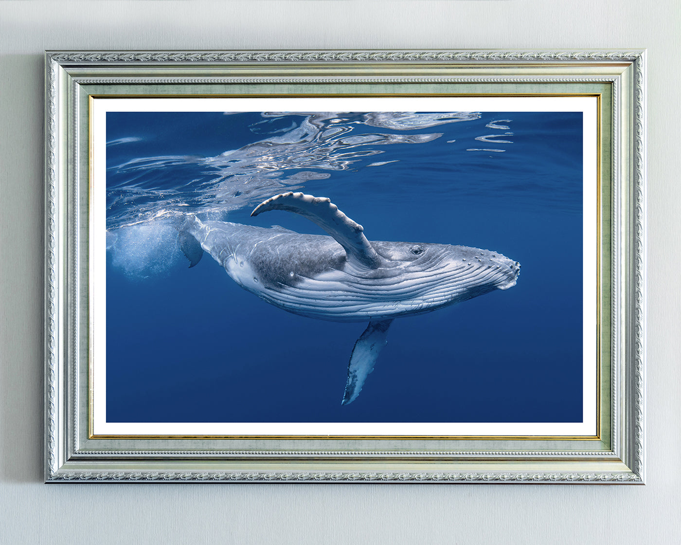 Blauwal unter Wasser