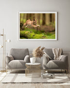 Springendes Luchs-Baby