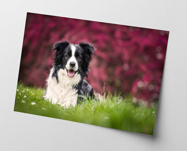Border Collie Main Image
