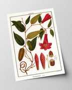 Lapageria Rosea - Chilenische Glockenblume