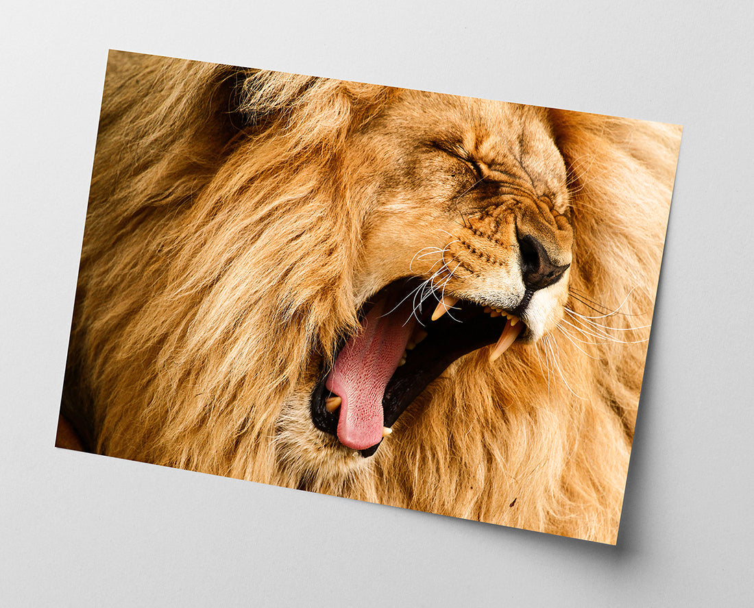 Gähnender Löwe