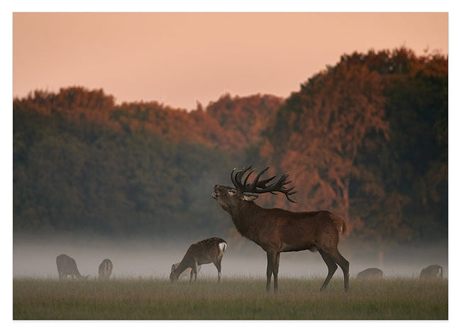 Röhrender Hirsch Hover Image