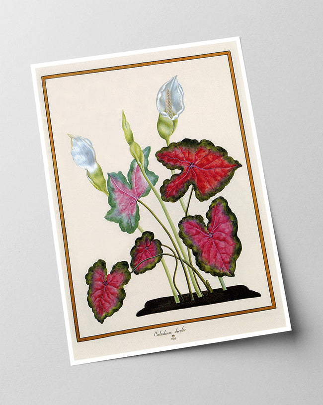 Caladium bicolor - Buntwurz mit roten Blättern Main Image