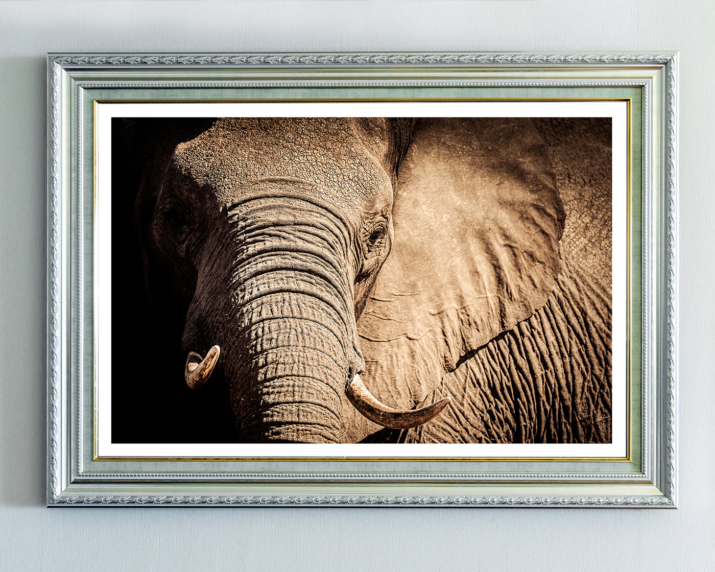 Elefant - Nahaufnahme