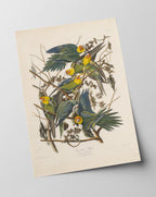 John James Audubon - Paradiesvögel