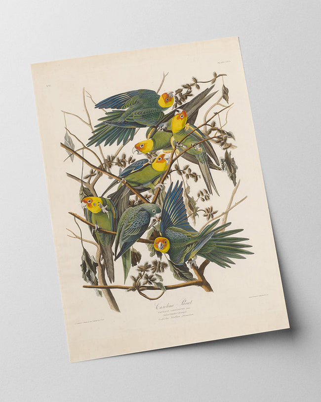 John James Audubon - Paradiesvögel Main Image