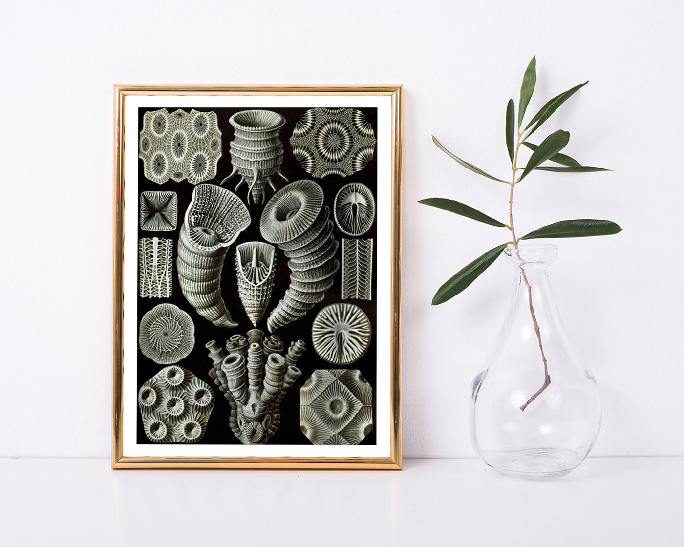 Ernst Haeckel - Kunstformen des Meeres