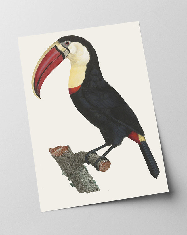 François Levaillant - Tukan Vogel Main Image